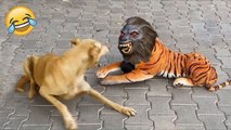 Funniest Cats and Dogs Videos - Hilarious Animal Compilation l Funny