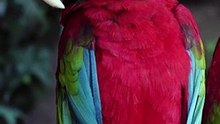 Animals 4k #wildlife #shorts