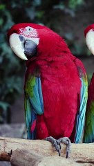 Animals 4k #wildlife #shorts