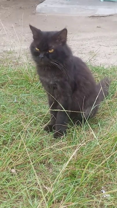 Black cat pose