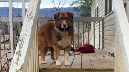 Sweet Dog Is Left Behind When Couple Breaks Up