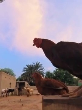 Pind gaon dehat village life | old culture of village beautiful village life in Punjab India and Pakistan apna Punjab