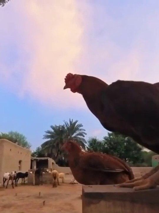 Pind gaon dehat  village life | old culture of village beautiful village life in Punjab India and Pakistan apna Punjab