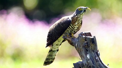 The Hobby: Close Up HD Footage (Falco subbuteo)