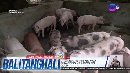 Biosecurity at pagkuha ng mga permit ng mga babuyan sa Batangas, pinaigting kasunod ng mga naitalang kaso ng ASF | Balitanghali