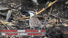 Reclasifican como endémica a ave de Veracruz y piden protegerla