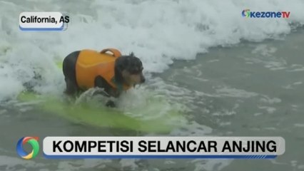 Serunya Nonton Puluhan Anjing Ikuti Kejuaraan Selancar