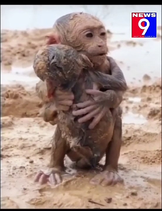 Monkeys brother love