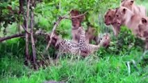 Wild Animal Attacks Caught on Camera [2024] animal attacks animal attack,wildlife