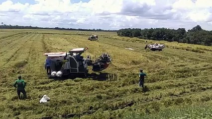 Thu hoạch lúa - combine harvester - ベトナムの米収穫