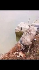 Cat Dying| Most Funny Clips 2024| New Funny Cat Video 2024|