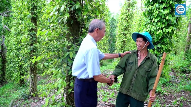 Phòng trừ bệnh tuyến trùng trên cây Tiêu