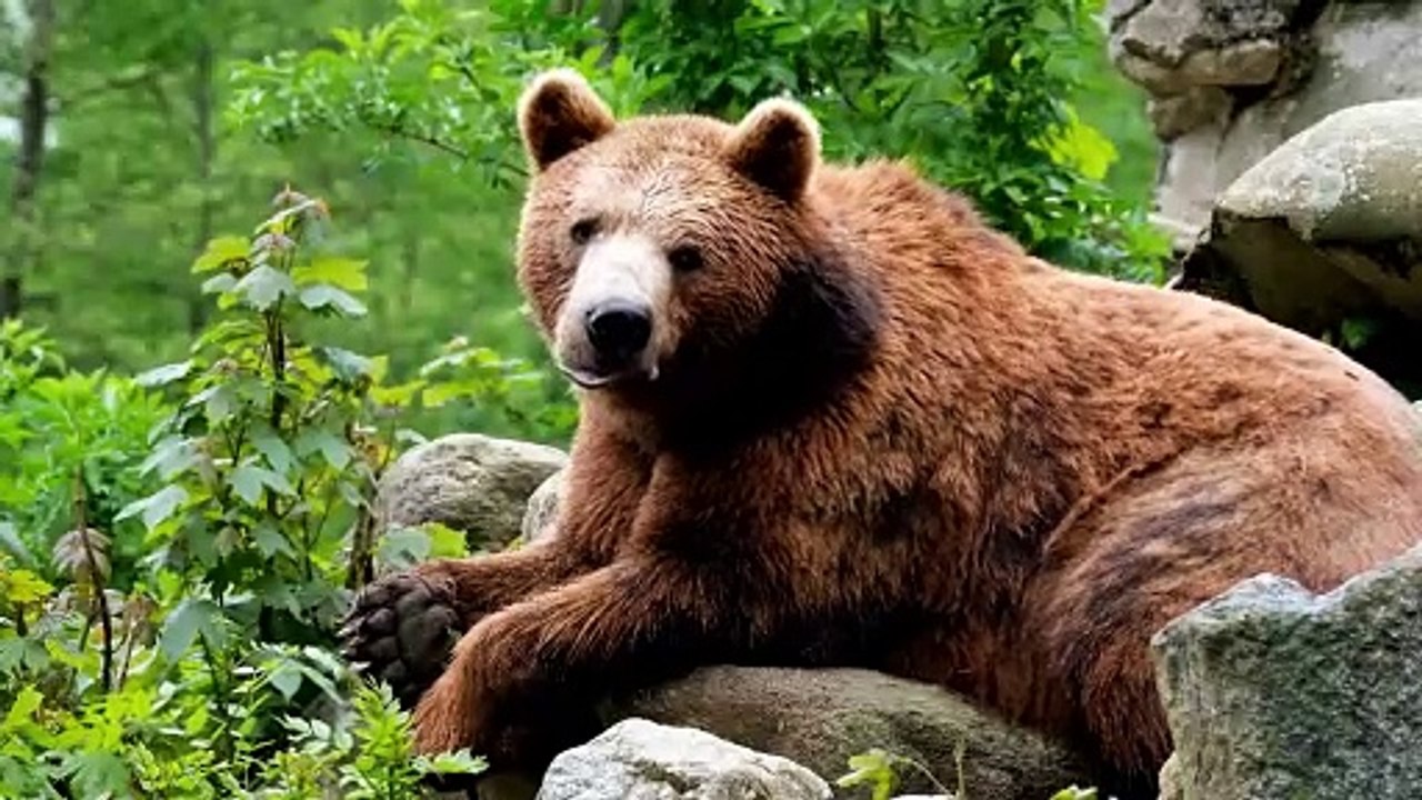Bear  #wilbear #grizlybear