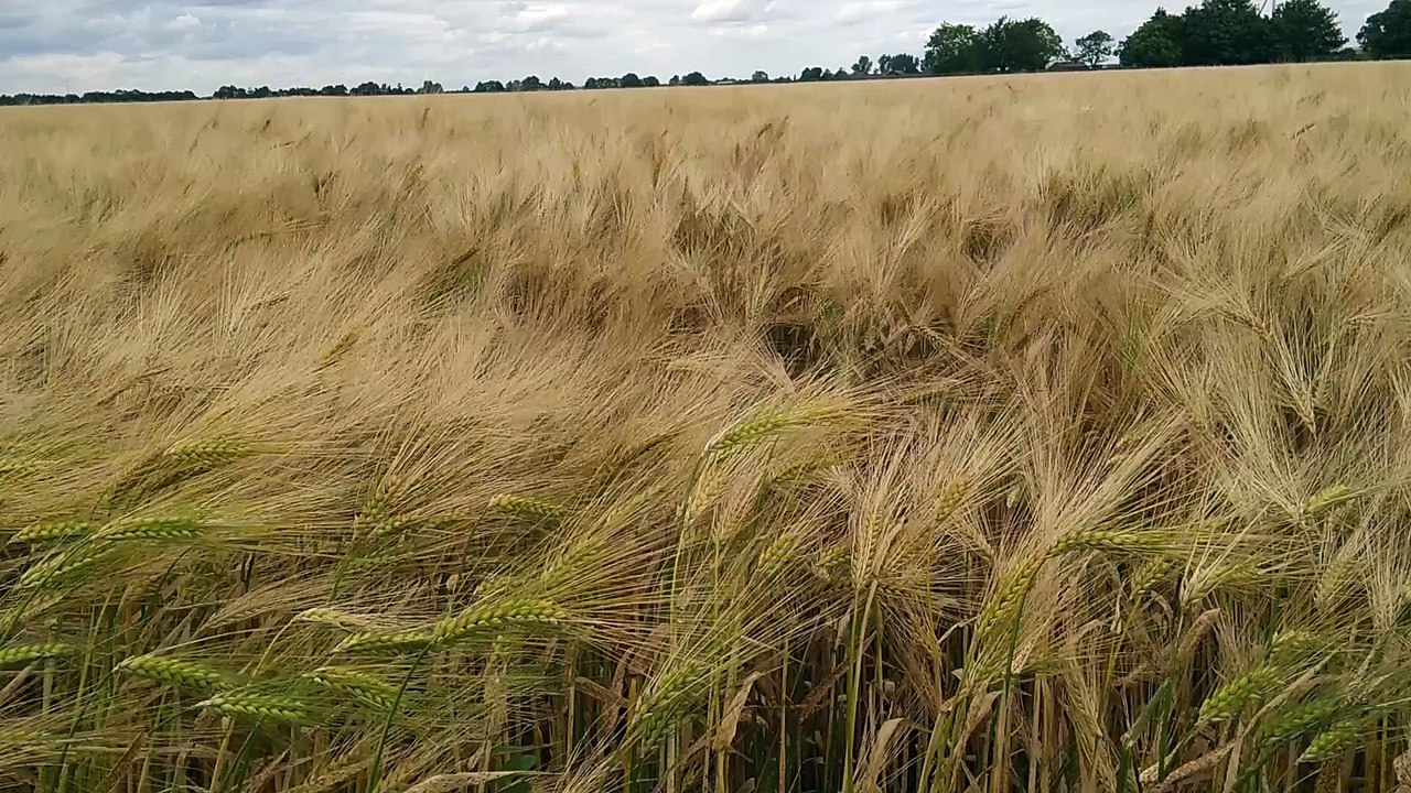 Dance in the wind