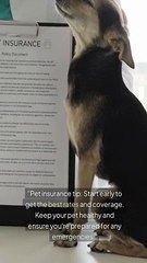 Pet Insurance: Why It’s Worth Every Penny