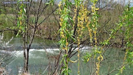 RIJEKA UKRINA - RANO S PROLJEĆA 4K 60 fps