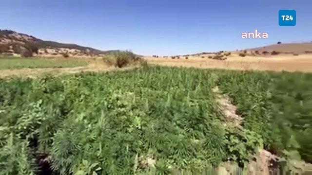 Diyarbakır’da narko-terör operasyonu: 2 milyon 269 bin kök kenevir ele geçirildi