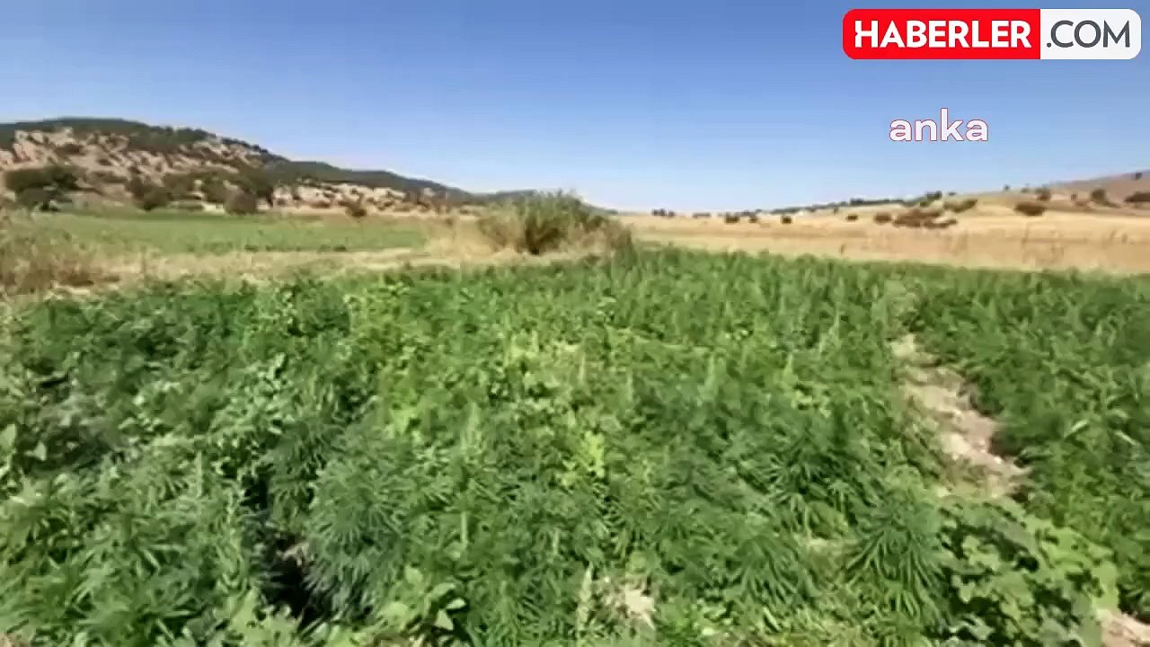 Diyarbakır'da Narko-Terör Operasyonunda 2 Milyon 269 Bin Kök Kenevir Ele Geçirildi