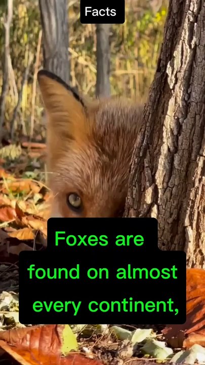 5 amazing Facts of Wild Fox
