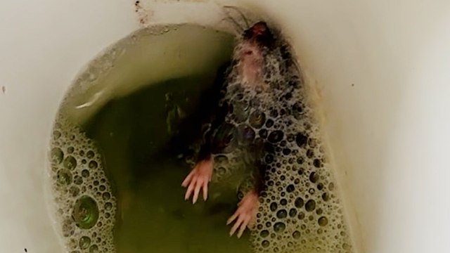 Ehepaar findet riesige Ratte in der Toilette, nachdem Nagetiere in das Haus eingedrungen sind