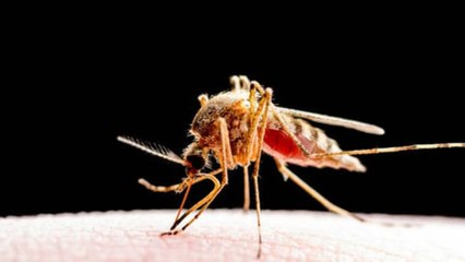 Virus De Oropouche, ¿Qué Es?