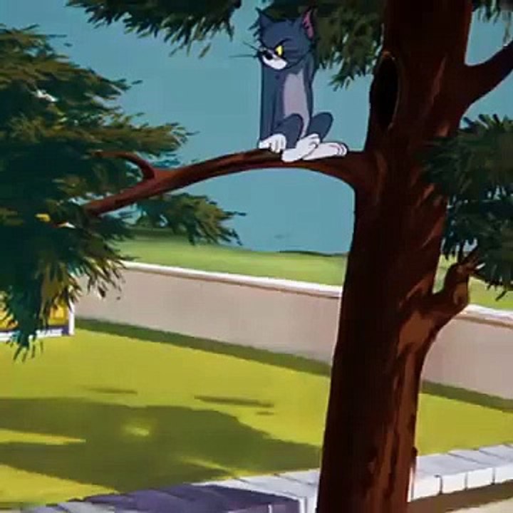 Tom and jerry