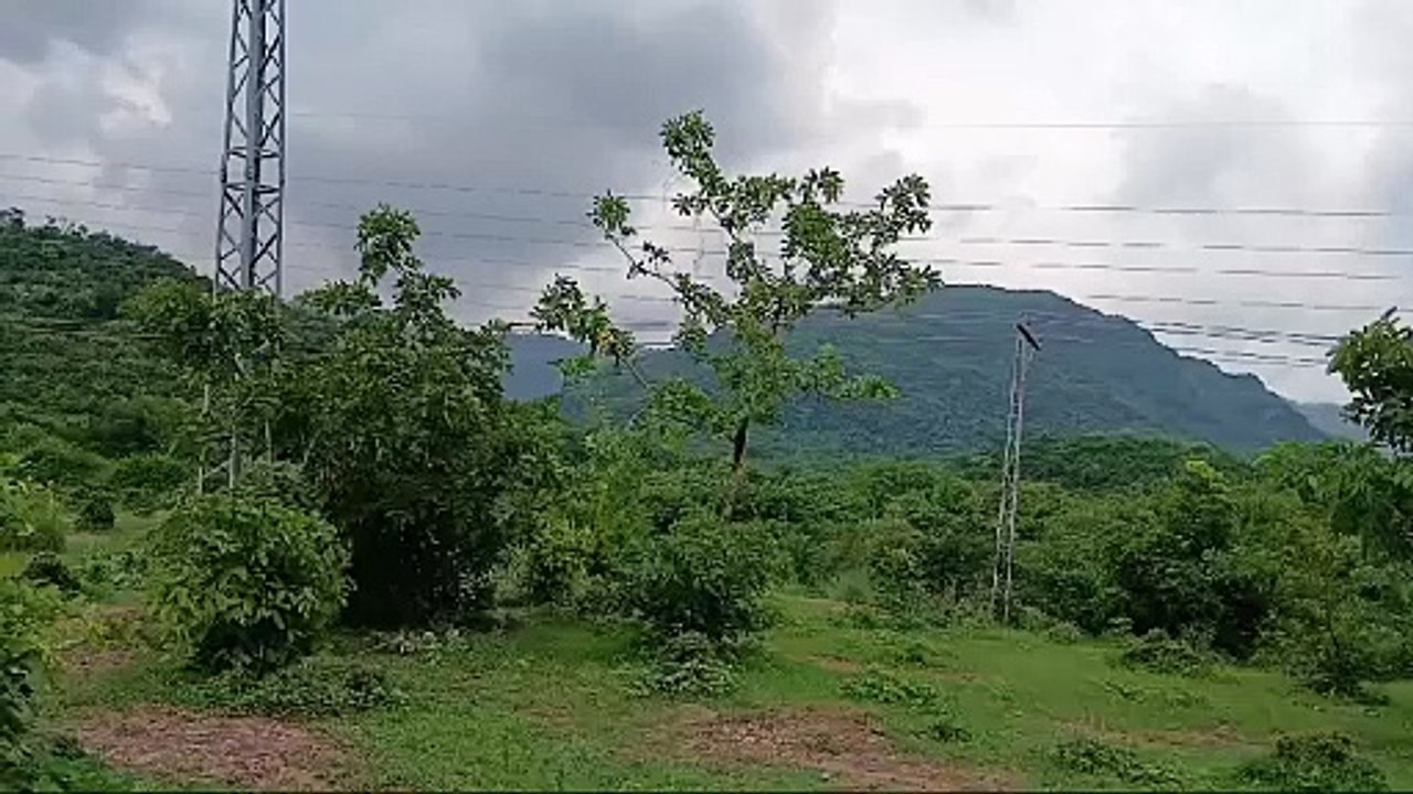 PAKISTAN FOREST