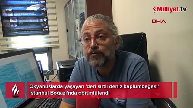 Okyanuslarda yaşıyordu İstanbul Boğazı'nda görüntülendi! 'Böylesini daha önce görmedim'
