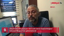 Okyanuslarda yaşıyordu İstanbul Boğazı'nda görüntülendi! 'Böylesini daha önce görmedim'