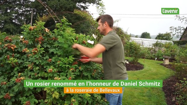 Chez Les roses de Daniel , un rosier a été renommé en l'honneur de Daniel Schmitz