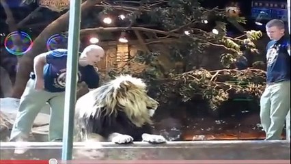 Las-Vegas-lion-attack-caught-on-camera_25