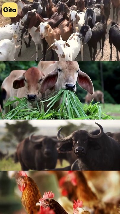 Ancient Animal || Acharya Prashant