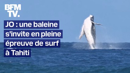 JO de Paris 2024: une baleine s'invite en pleine épreuve de surf à Tahiti