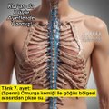 Omurga kemiği ile göğüs bölgesi arasından çıkan….. -Târık 7.ayet