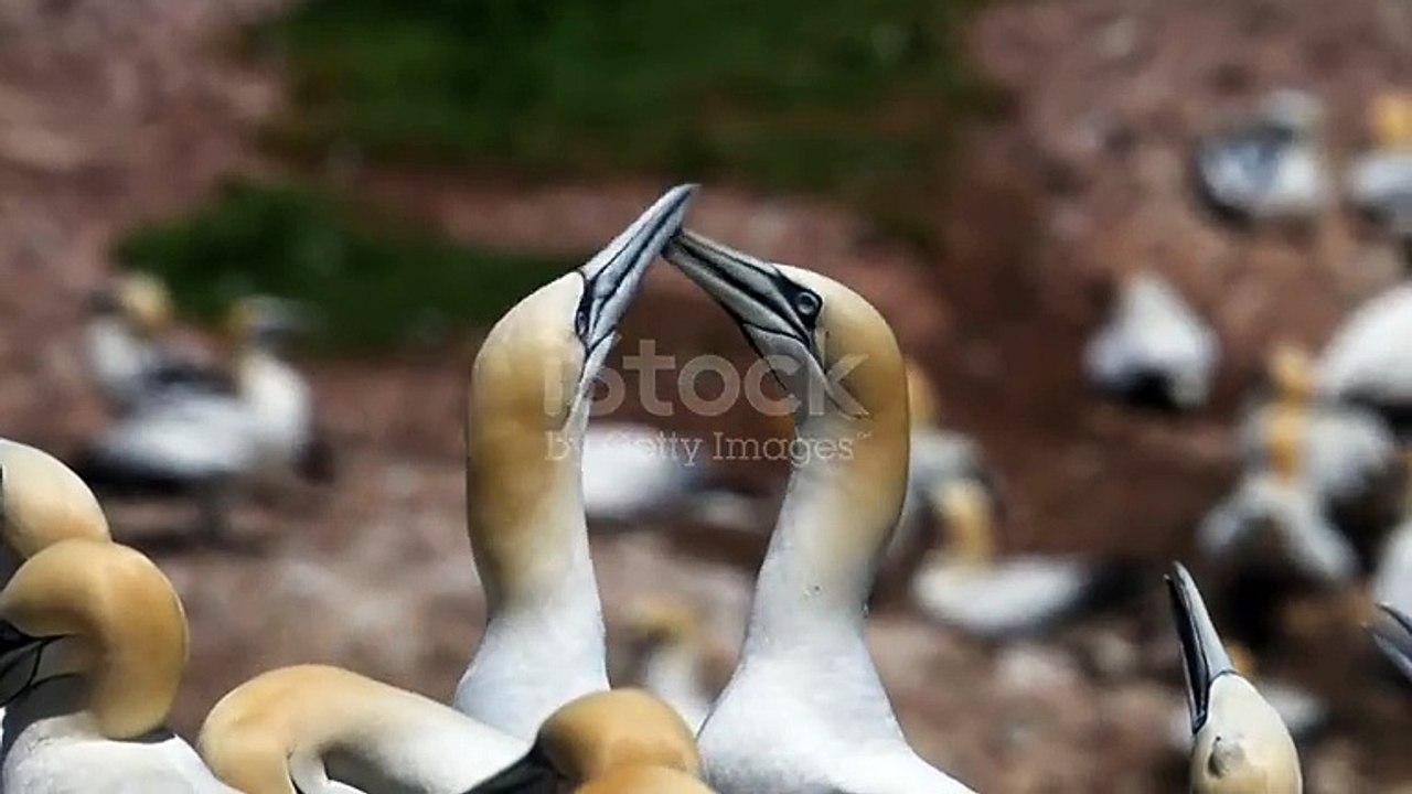 istockphoto-2165254451-640_adpp_is