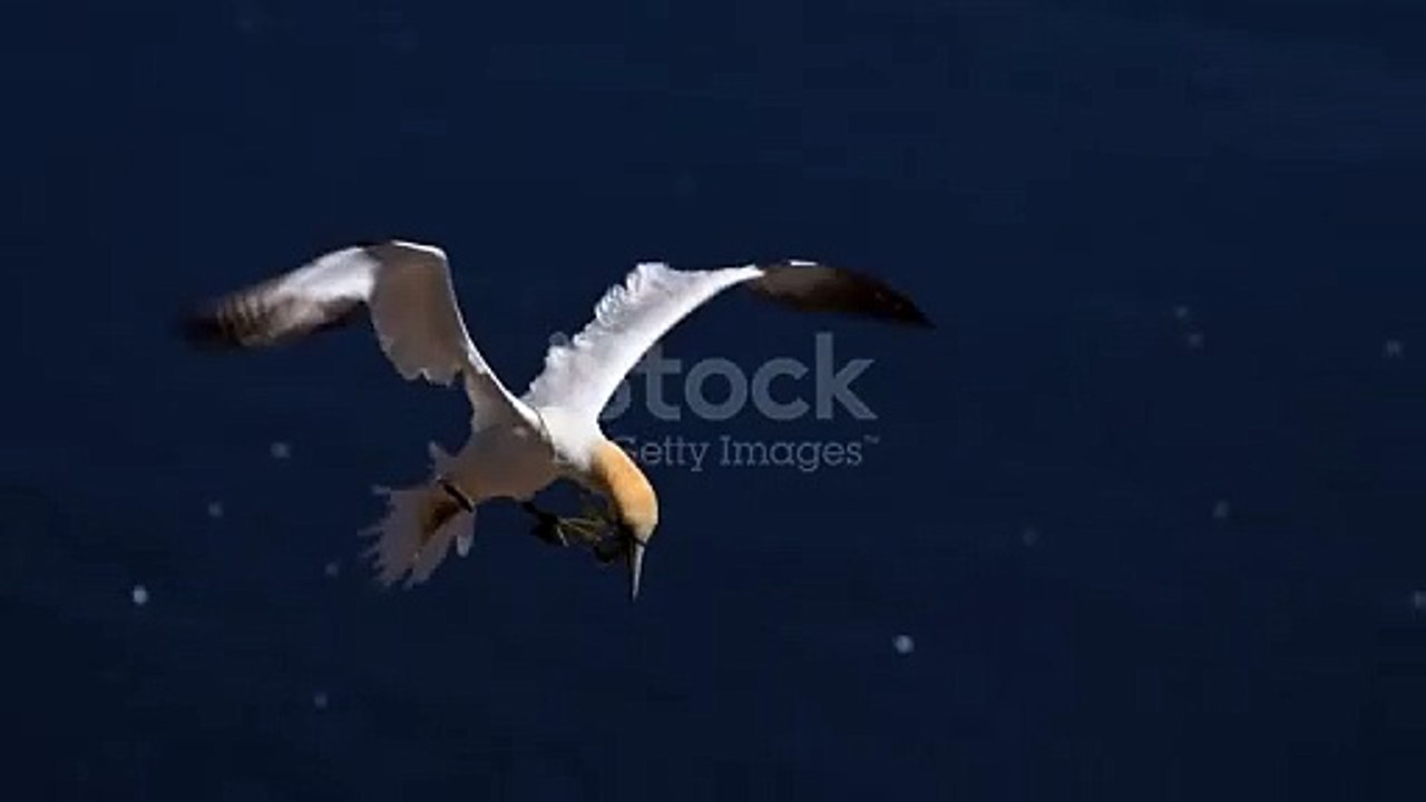 istockphoto-2165237582-640_adpp_is