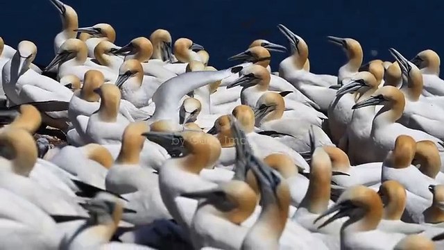 istockphoto-2165230678-640_adpp_is