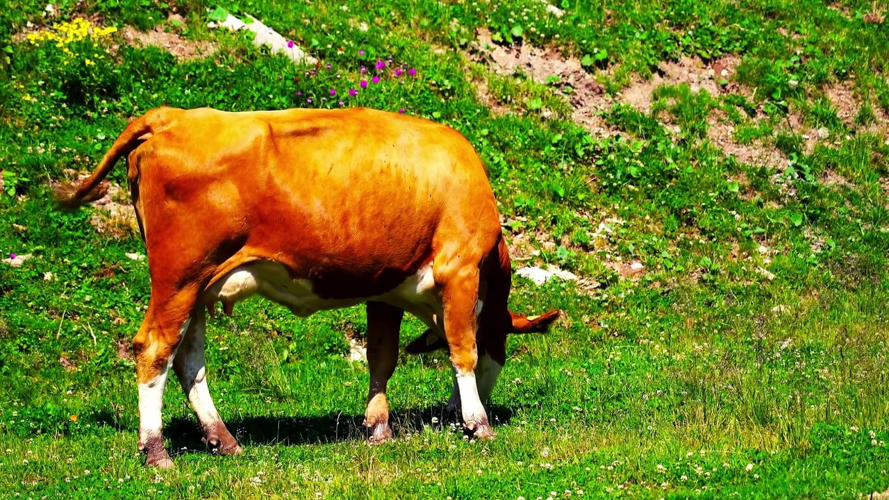 Catchy Cow Song Video Fun and Entertaining Cow Music  Viral Animal Song #babynest80 #cocomelon