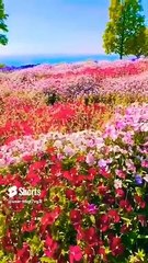 الشيخ د السديس alsudais