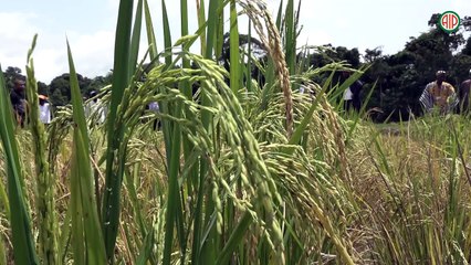 Région-Man / Le CNRA présente 20 nouvelles variétés de riz adaptées à l’écosystème national