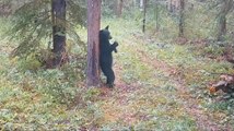Young Black Bear Rubs Against Tree