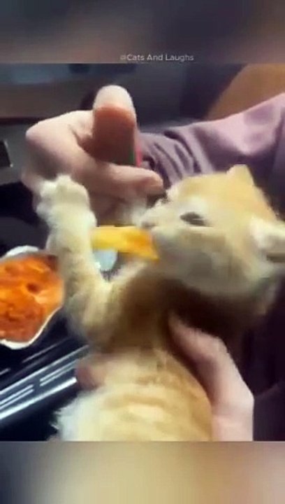 funny cats episode 73