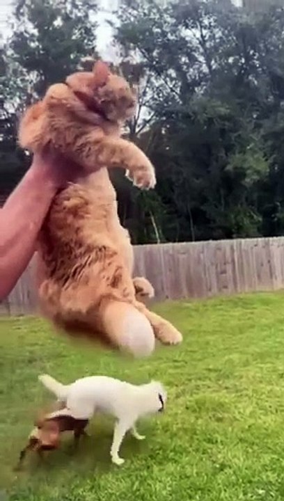 funny cats episode 74
