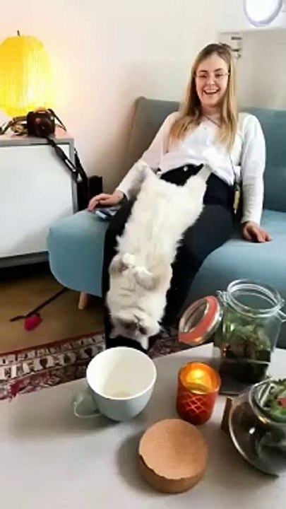 Funny cats episode 76