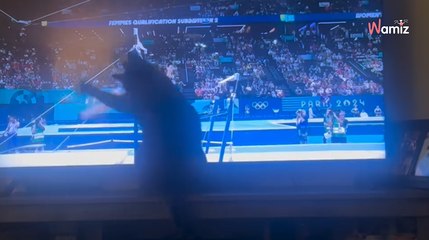 Cat is determined to help Olympic gymnasts win gold in hilarious video