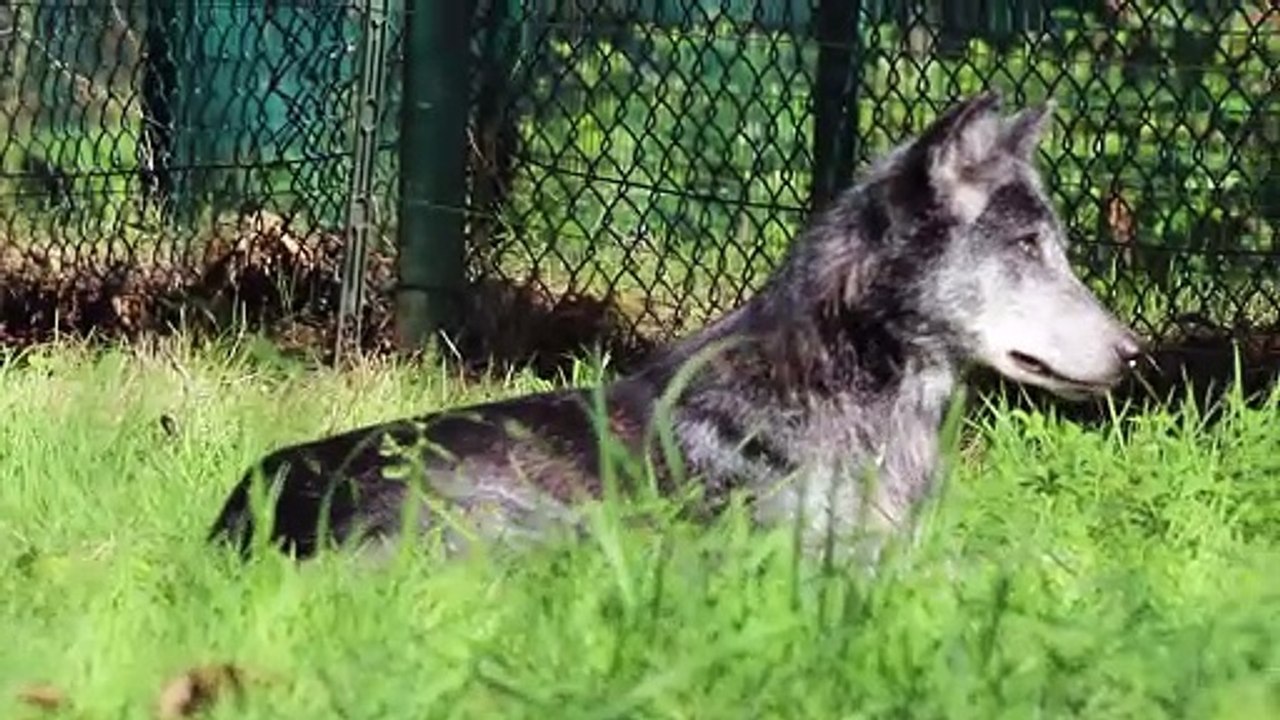 freya 2024 zoo attilly