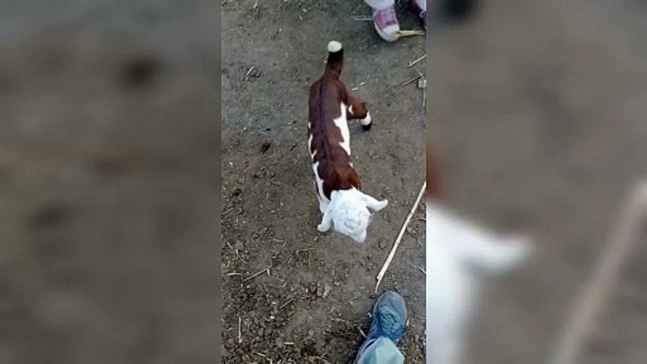 Cute Baby goat