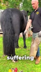 Essential Horse Pedicure: Keep Your Horse Healthy and Happy 🐴