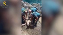 Así es como sacan del mar a esta especie extinción en Tenerife