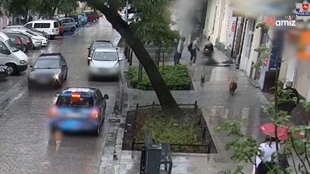 Duitse Herder springt van 2e verdieping en valt op een 21-jarige vrouw: de beelden zijn schokkend (video)